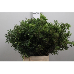 Pistacia Blad P Bos