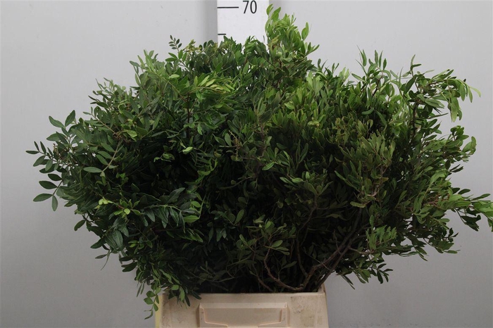 <h4>Pistacia Blad P Bos</h4>