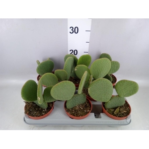 Opuntia