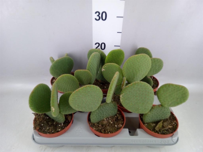 <h4>Opuntia</h4>