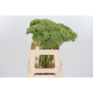 Ammi Majus Visnaga Zaad