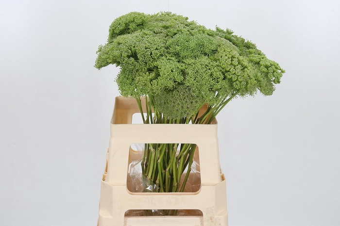 <h4>Ammi Majus Visnaga Zaad</h4>