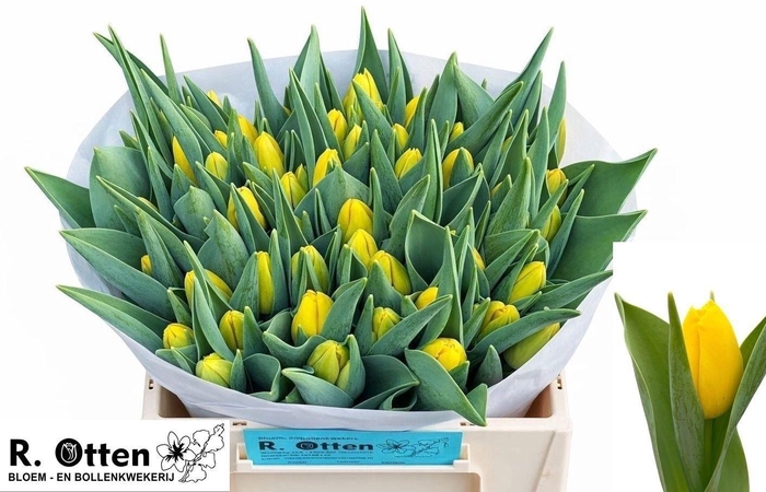 <h4>TU EN STUNNER</h4>