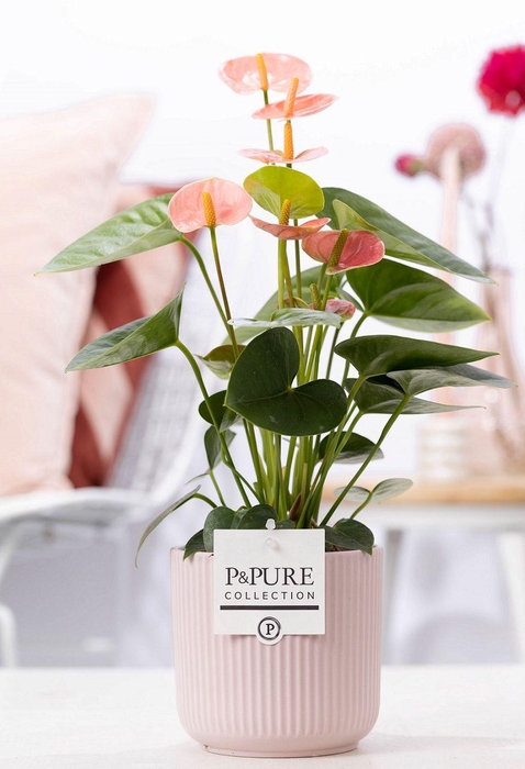 <h4>Anthurium pink (Spirit) in P&PURE Sophie cer. pink</h4>