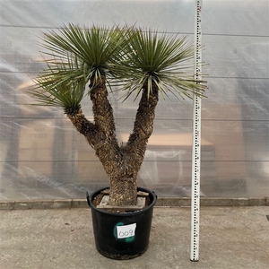 Yucca Rostrata Multistam 009 - 190cm