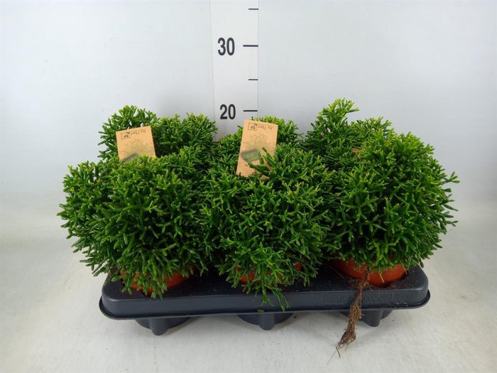 <h4>Rhipsalis   ...</h4>