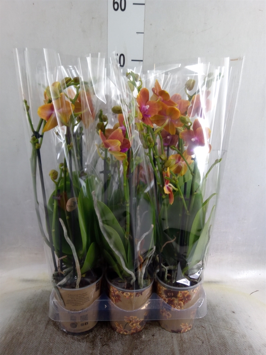 <h4>Phalaenopsis multi.   ...orange</h4>