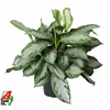 Aglaonema Silver Bay