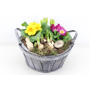 arr4 Primula PL - Hout grijs ton oor XL