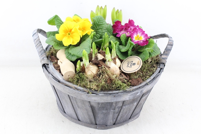 <h4>arr4 Primula PL - Hout grijs ton oor XL</h4>