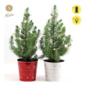 Pinus pinea 'Silver Crest' P17 in Zinc X-mas Duo + Starlight