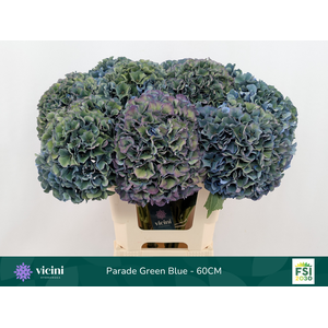 Hydr Parade Green Blue 60 cm Vicini