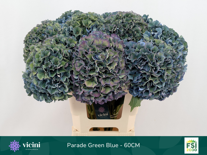 <h4>Hydr Parade Green Blue 60 cm Vicini</h4>