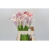 Zantedeschia Eydolls Purple White