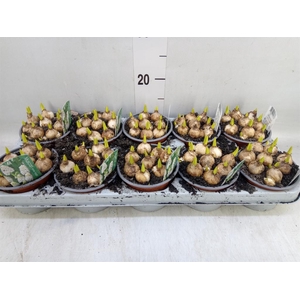 Muscari  'Magic White'