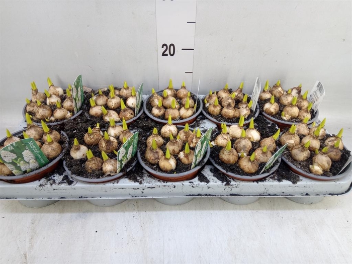 <h4>Muscari  'Magic White'</h4>