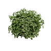 FITONIA FOLHA FINA C13 VERDE