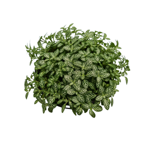 FITONIA FOLHA FINA C13 VERDE