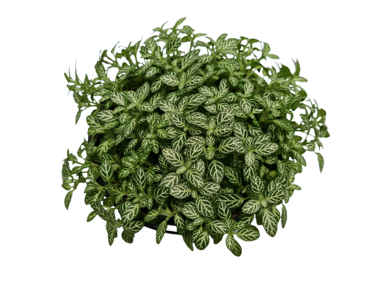 <h4>FITONIA FOLHA FINA C13 VERDE</h4>