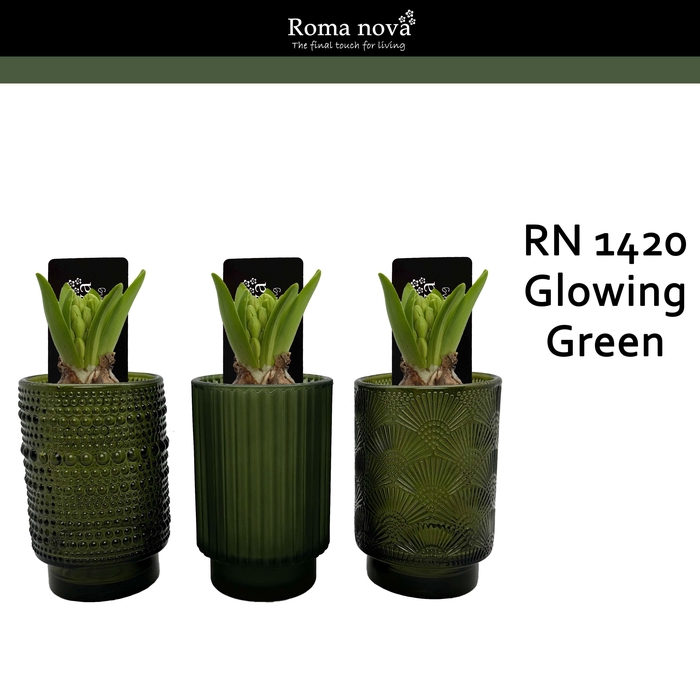 <h4>1420 - Glowing Green (Hyacint)</h4>