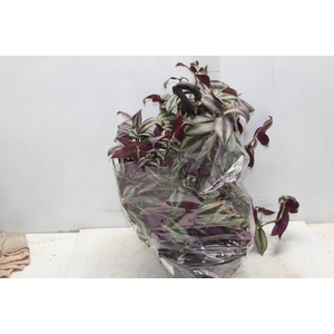 TRADESCANTIA ZEBRINA C21