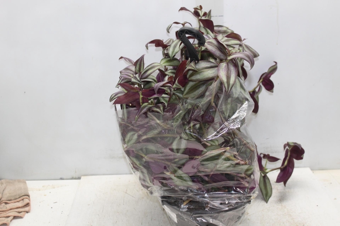 <h4>TRADESCANTIA ZEBRINA C21</h4>