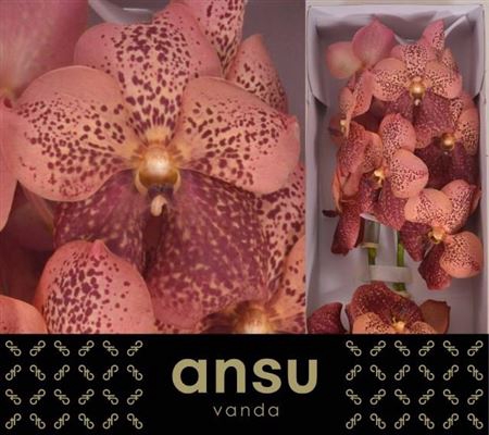 Vanda Su Leop Coral