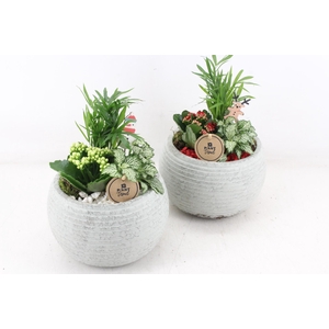 arr2 PL - Ker. bolpot ribbel - rood/wit