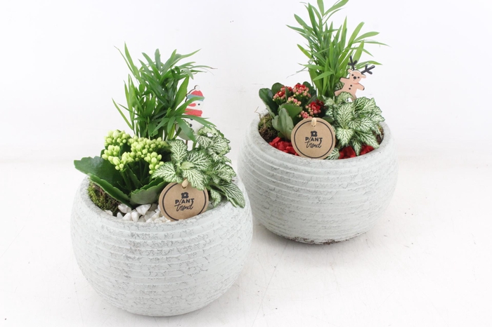 <h4>arr2 PL - Ker. bolpot ribbel - rood/wit</h4>