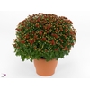 Chrysanthemum P19 Jasoda Dark Orange