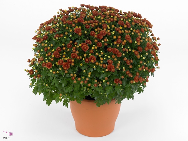 Chrysanthemum P19 Jasoda Dark Orange