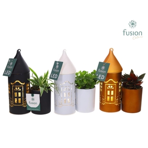 LED Duo glazen huis met Groenen planten