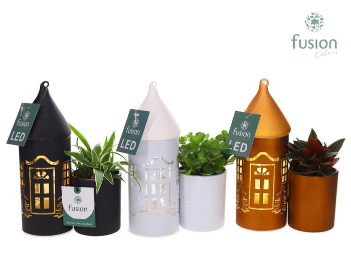 <h4>LED Duo glazen huis met Groenen planten</h4>