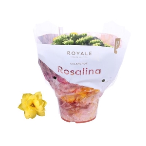 Kalanchoe Rosalina geel Royal hoes, beperkt leverbaar