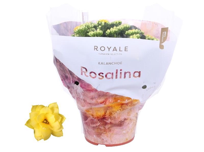 <h4>Kalanchoe Rosalina geel Royal hoes, beperkt leverbaar</h4>