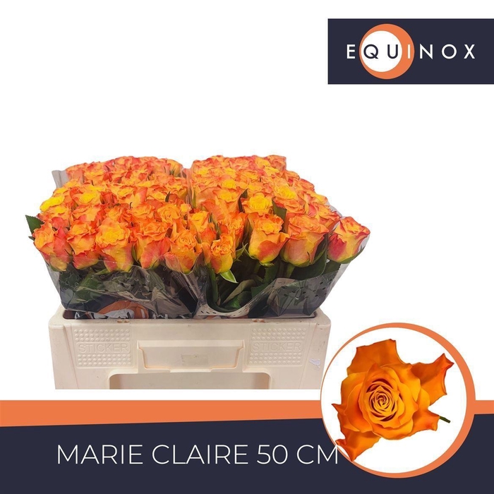 <h4>Rosa grootbloemig Marie-Claire!</h4>