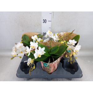 Phalaenopsis   ...white
