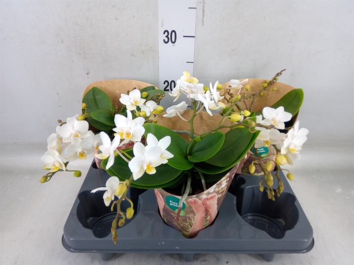 <h4>Phalaenopsis   ...white</h4>