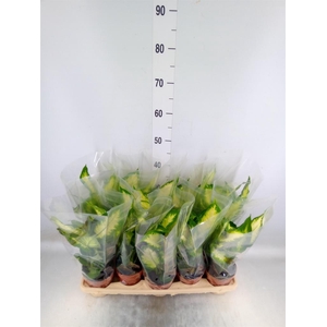 Dieffenbachia  'Camilla'