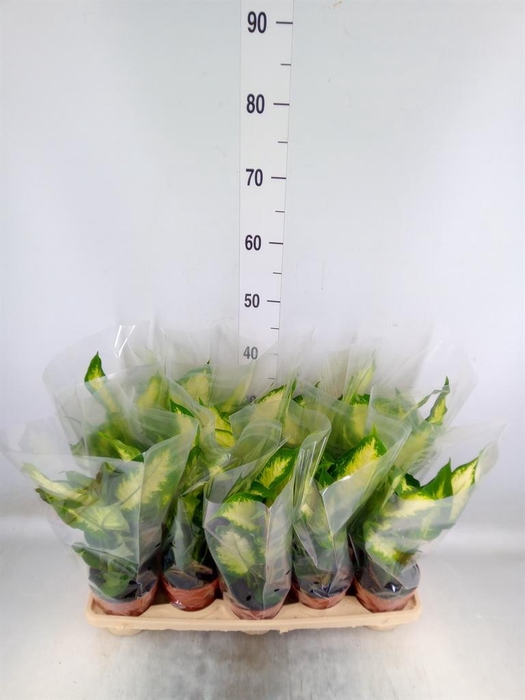 <h4>Dieffenbachia  'Camilla'</h4>