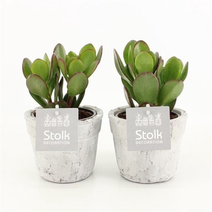 Crassula Ovata 10,5 in stone look pot