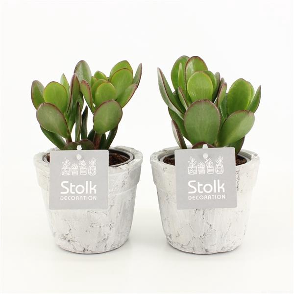 <h4>Crassula Ovata 10,5 in stone look pot</h4>