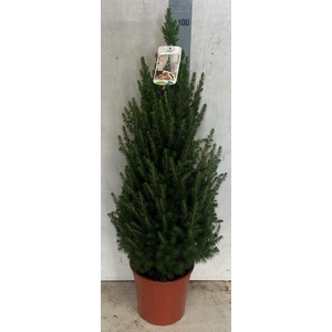PICEA GL CONICA