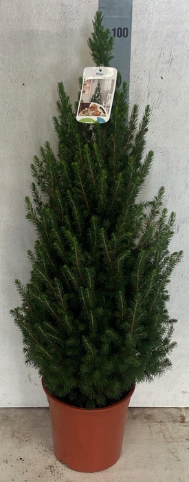 <h4>PICEA GL CONICA</h4>