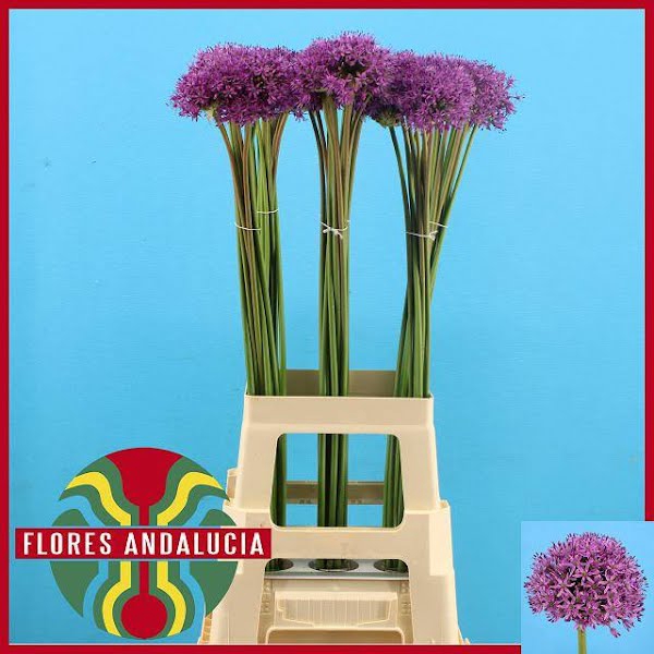 <h4>Allium Gladiator Spain</h4>