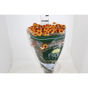 CRISANTEMO SANTINI LEXY 080 CM