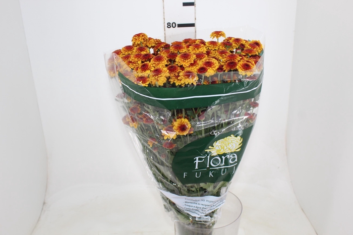 <h4>CRISANTEMO SANTINI LEXY 080 CM</h4>