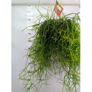 Rhipsalis heteroclada