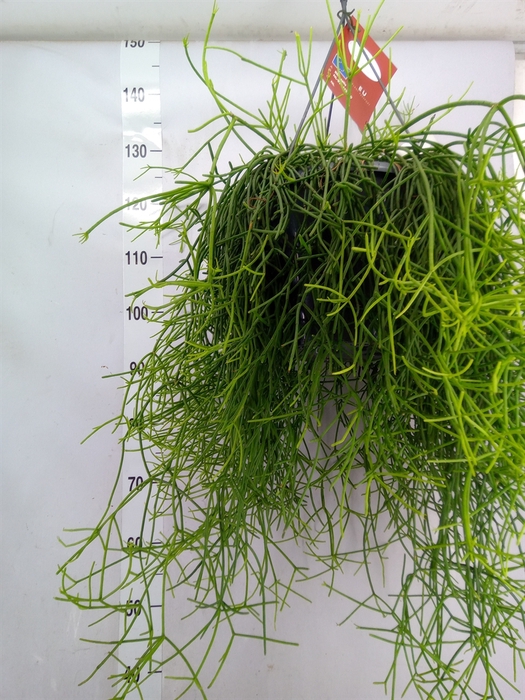<h4>Rhipsalis heteroclada</h4>