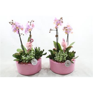 Ph04 Pink Stella Phal
